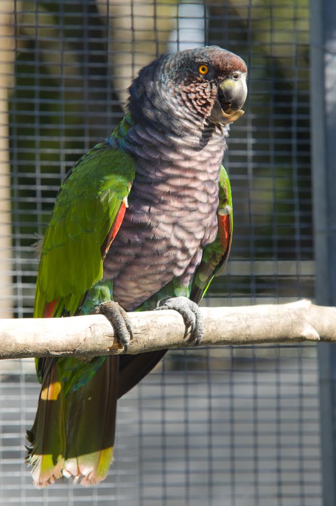 National Bird | a virtual Dominica