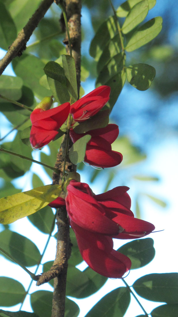 Dominica Wildlife Animals In Dominica Birds Mammals Amphibian Reptiles Plant Life Too A Virtual Dominica