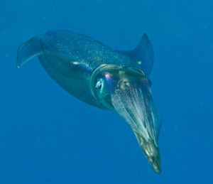 squid1
