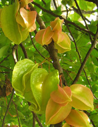 Tropical Fruits & Plants in Dominica